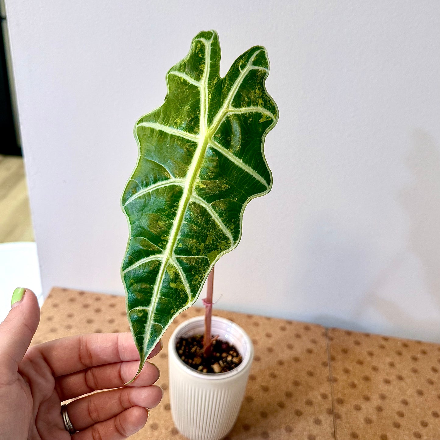 Alocasia Sanderiana Bull Aurea #2 (grow from corm)