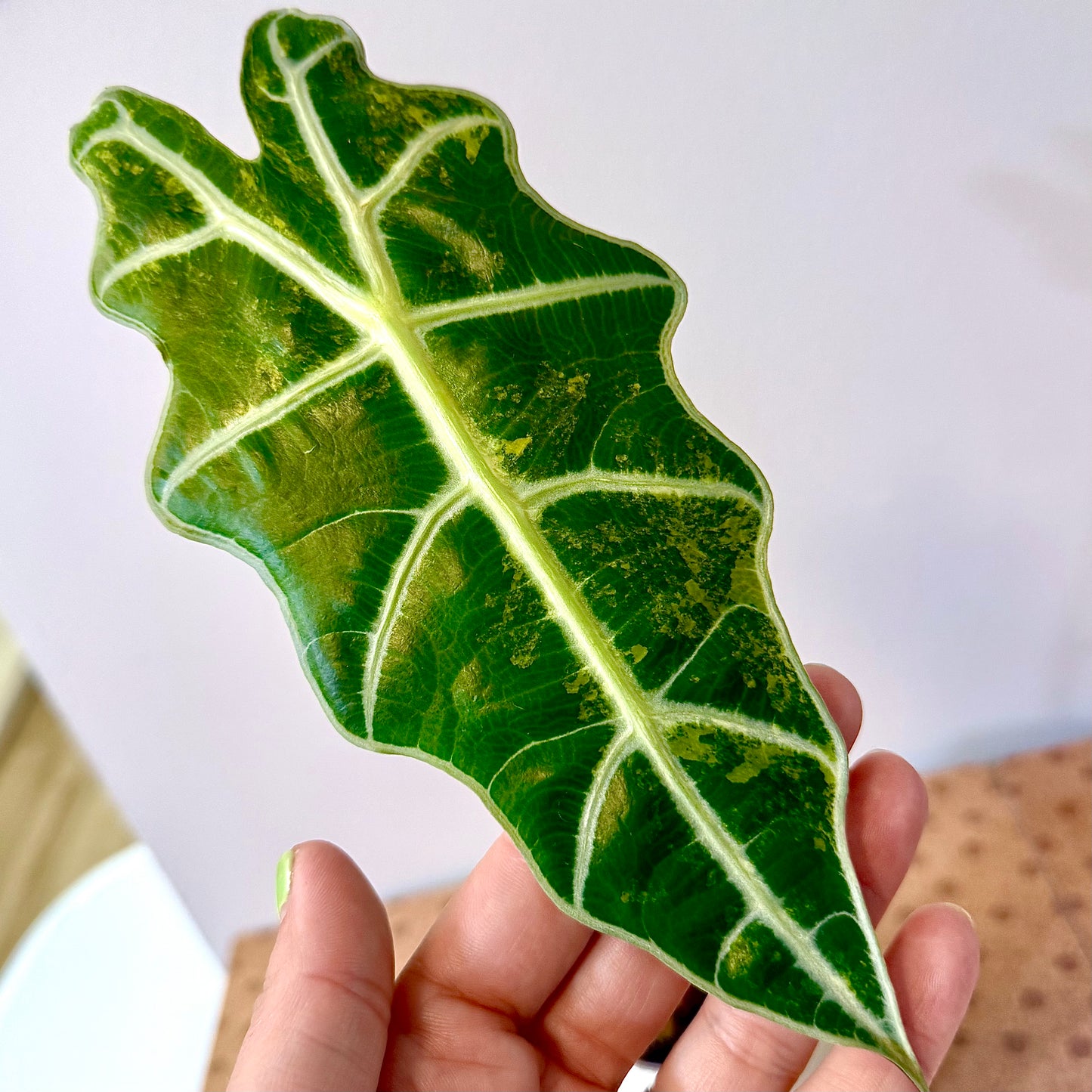 Alocasia Sanderiana Bull Aurea #2 (grow from corm)
