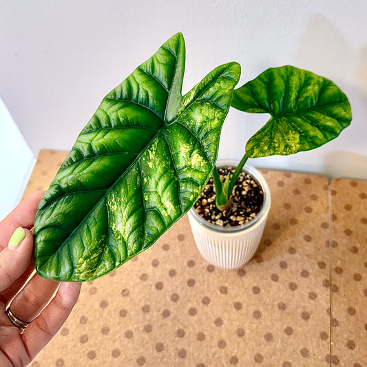 Alocasia Sinuata Aurea ( big plant, possibly with corms)