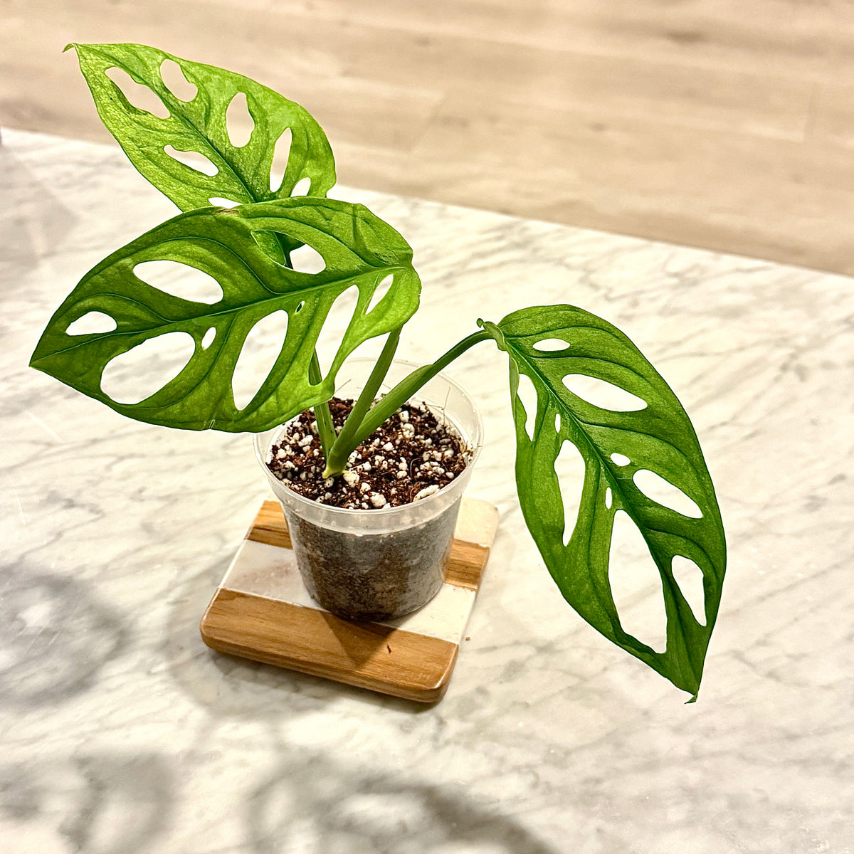 Monstera Adansonii Archipelago Ghost