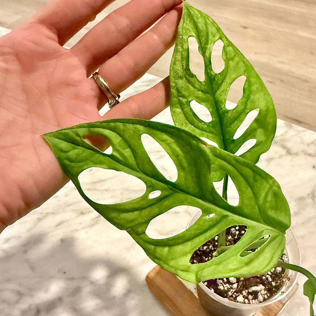Monstera Adansonii Archipelago Ghost