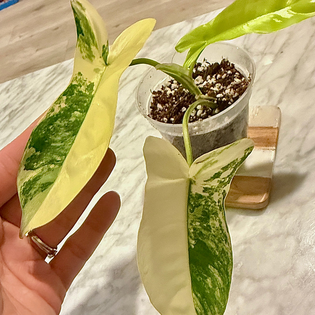 Philodendron  ‘Aquarius’  (hybrid of Philodendron ‘Florida Beauty’ × ‘Paraiso Verde’) #3