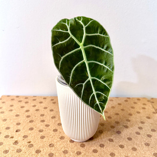 Alocasia Watsoniana