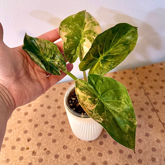 Alocasia Wentii Sunset