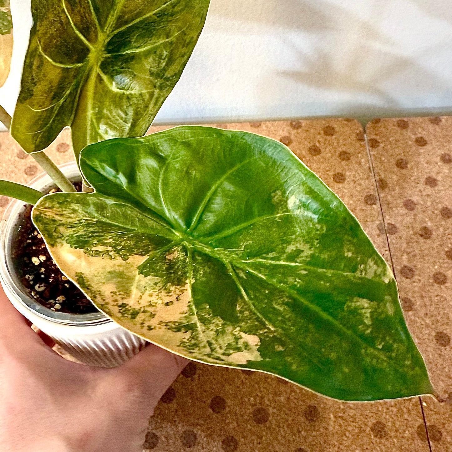 Alocasia Wentii Sunset