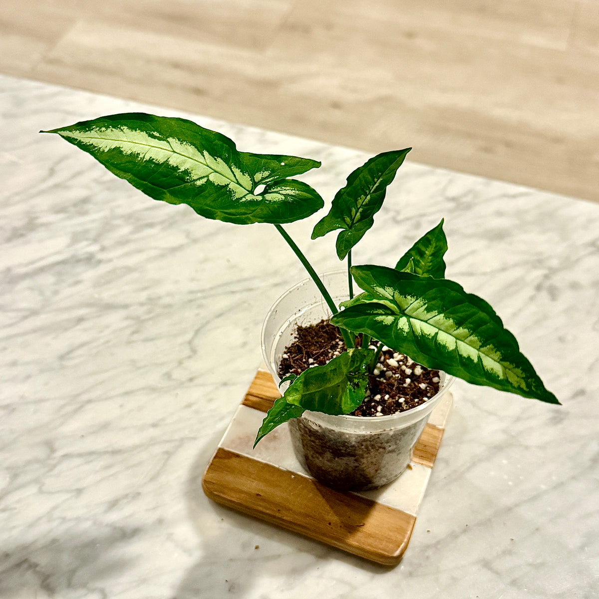 Syngonium Silver Star ( Panama)