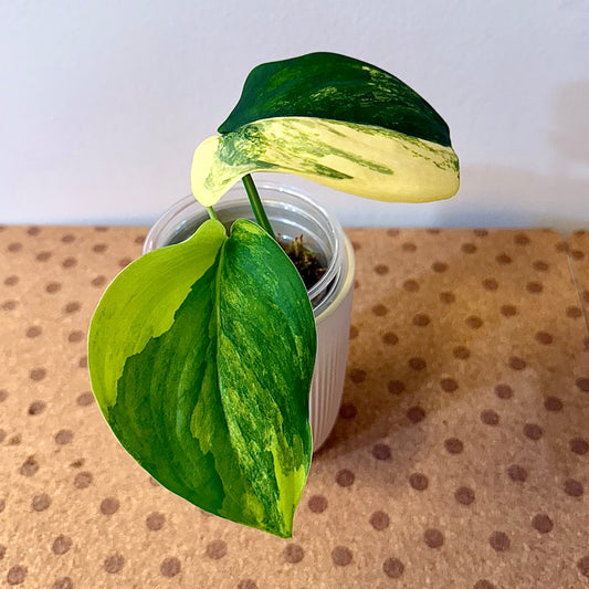 Scindapsus Jade Satin variegated