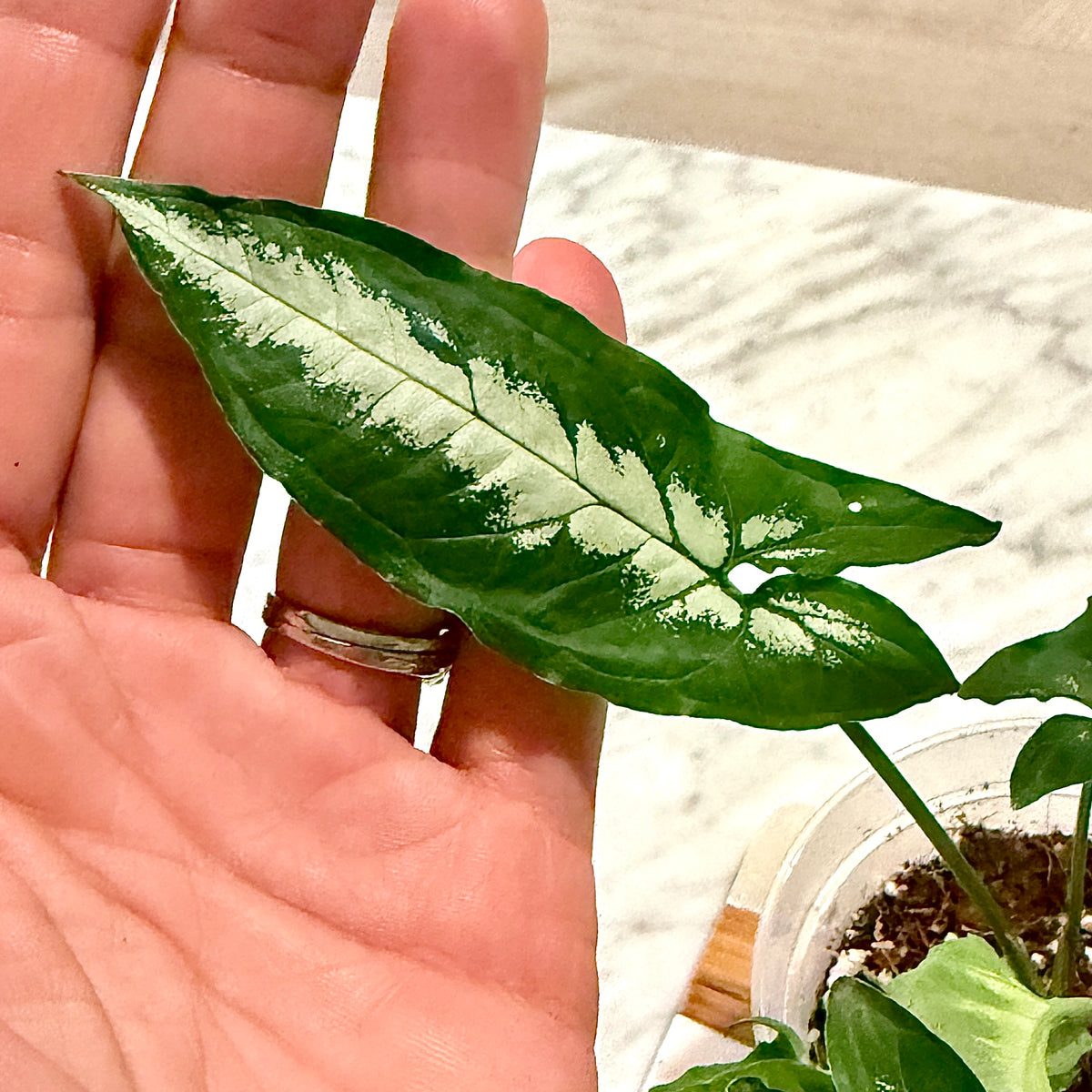Syngonium Silver Star ( Panama)