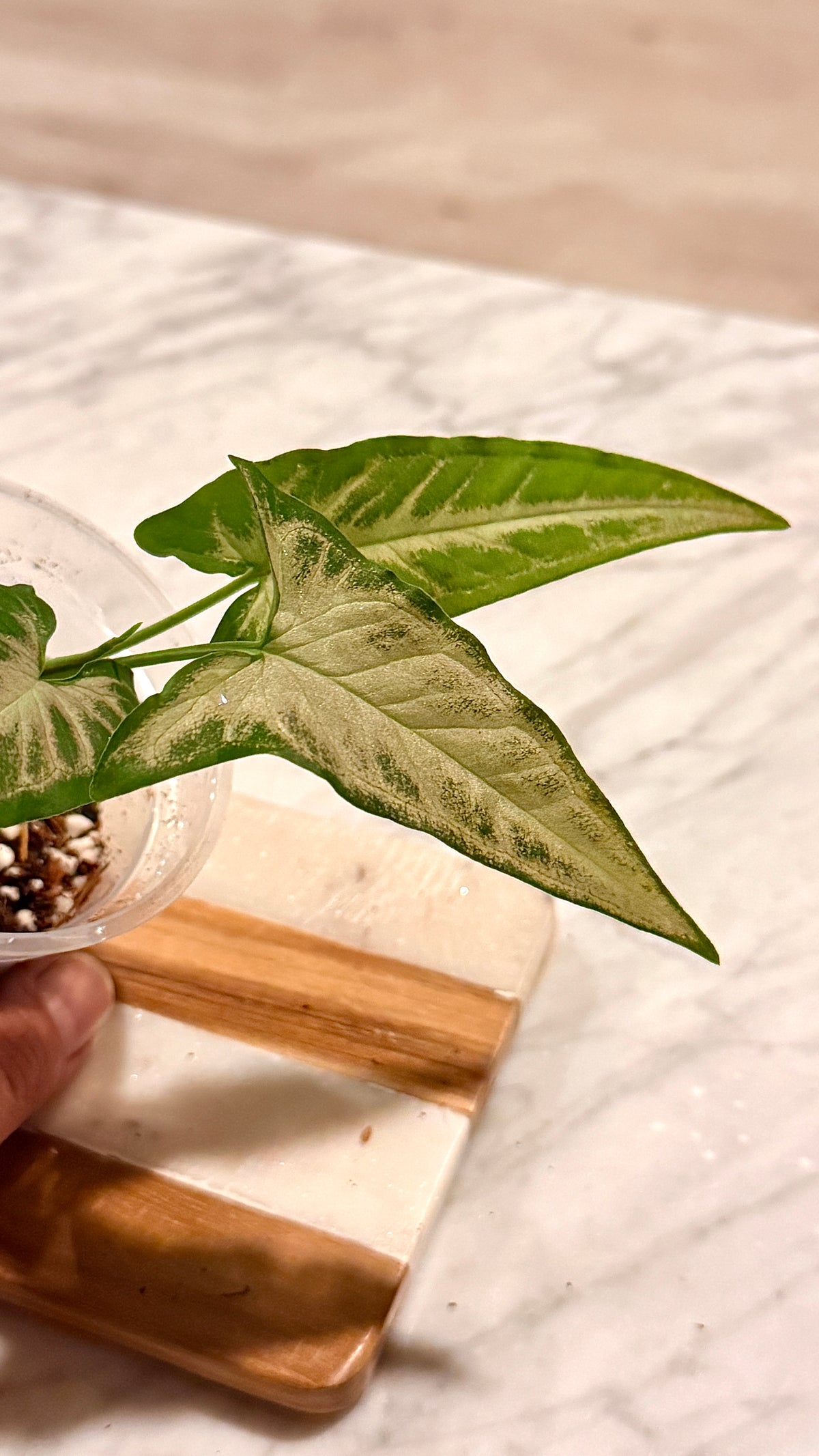Syngonium Flecha Pink ( Panama) #1