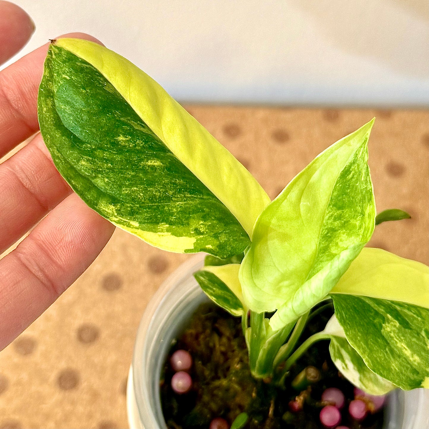 Monstera Obliqua Mayuna Variegated (marble and half moon) #1