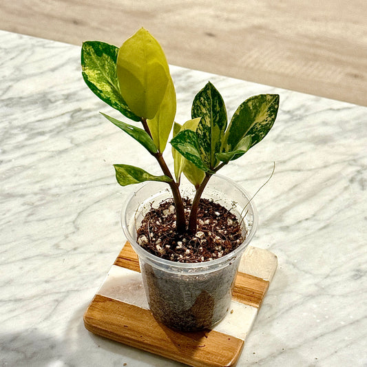 Zamioculcas Variegated