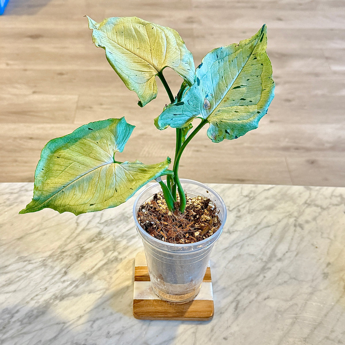 Syngonium Grey Ghost #1