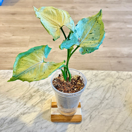 Syngonium Grey Ghost #1