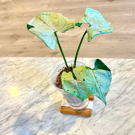 Syngonium Grey Ghost #2