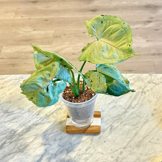 Syngonium Grey Ghost #3