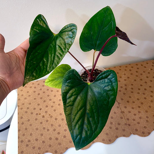 Anthurium Luxuriance x Sagitatum ( big plant)