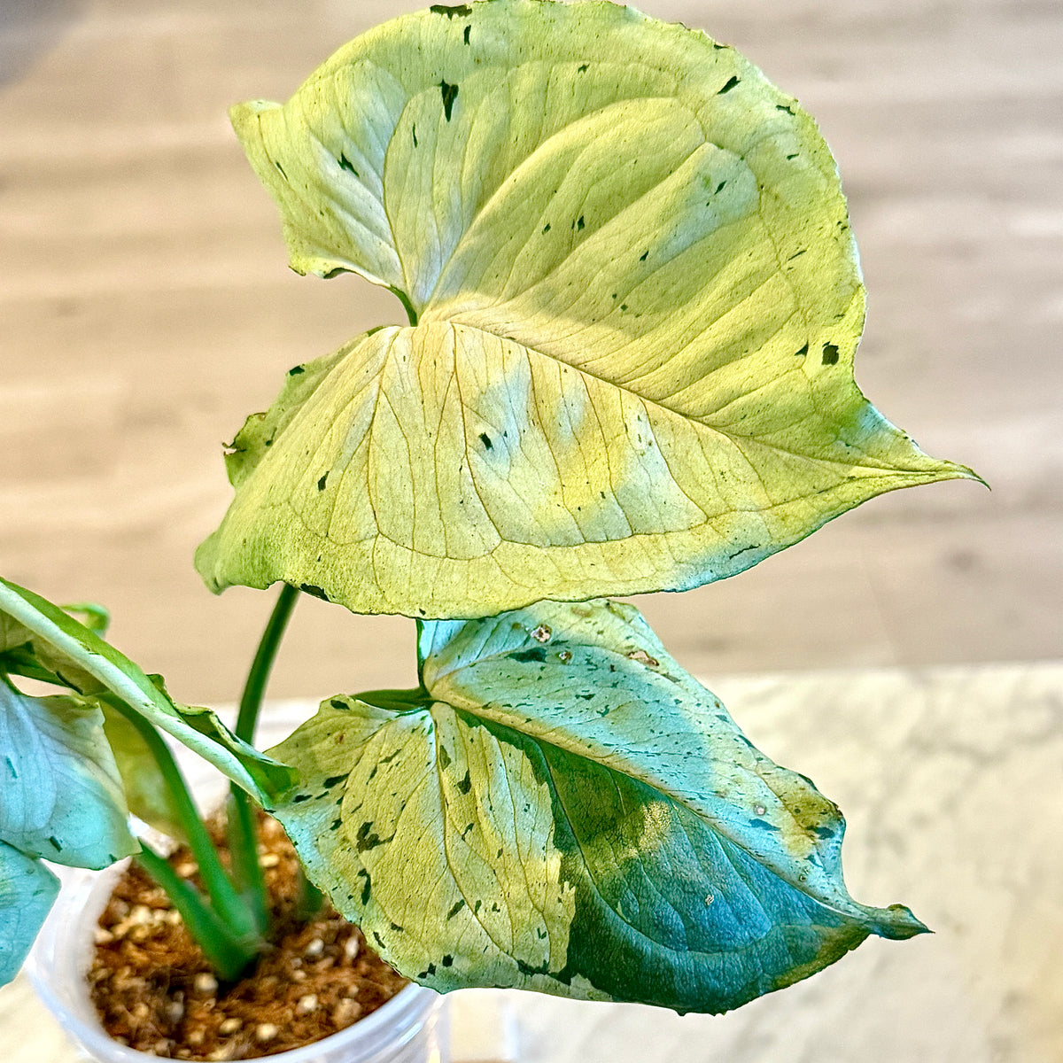 Syngonium Grey Ghost #3