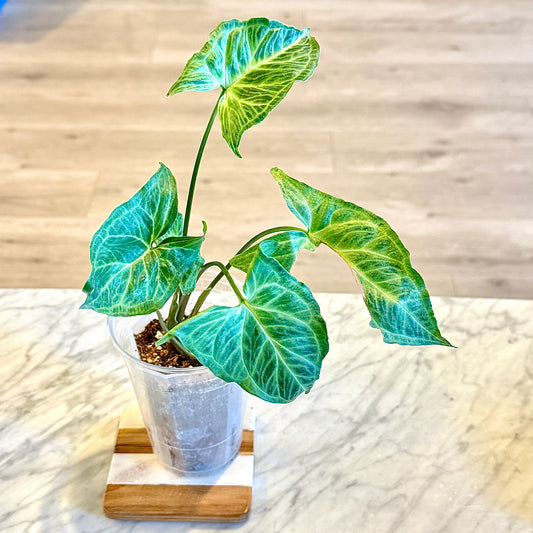 Syngonium Batik (Panama) #1
