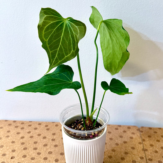 Anthurium Delta Force