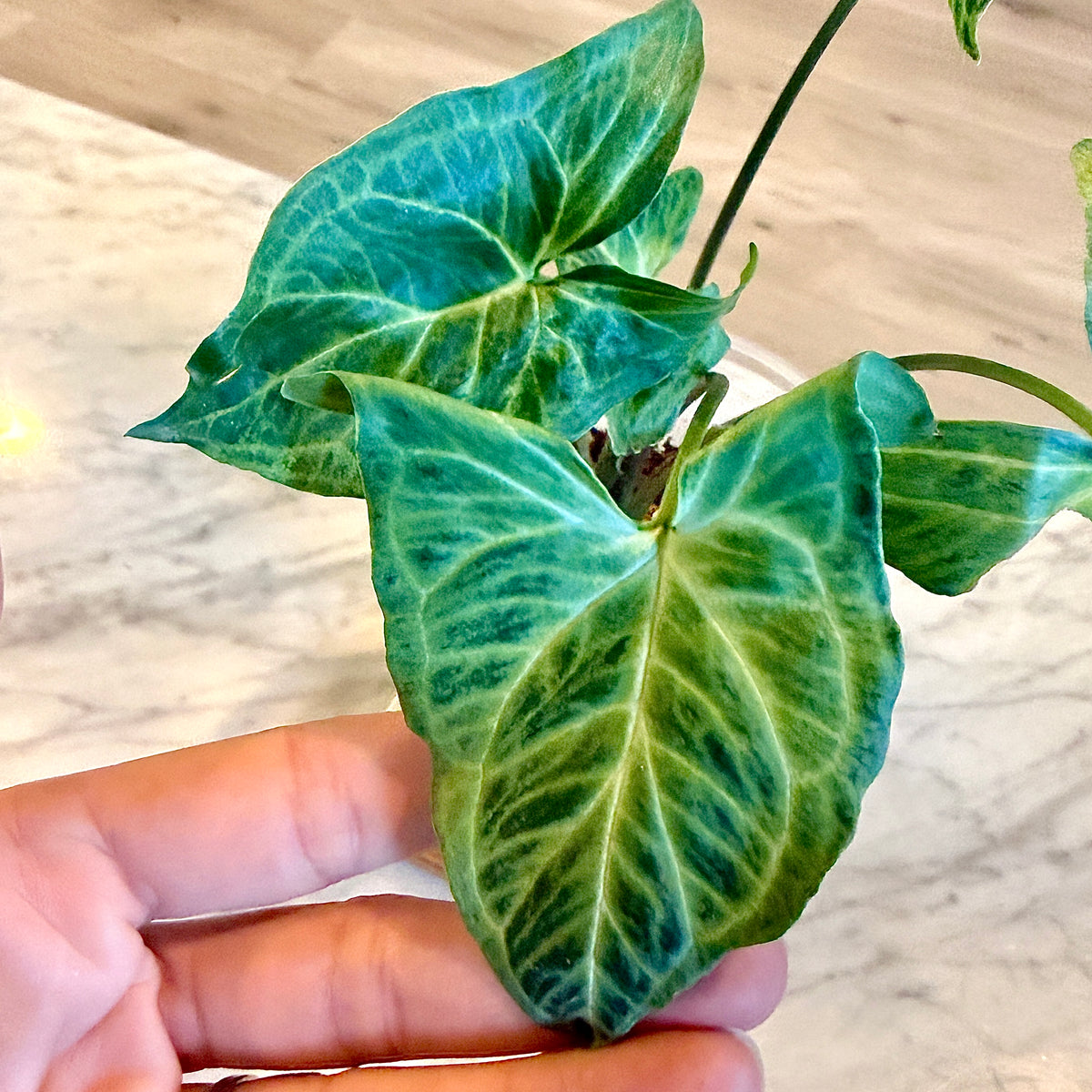 Syngonium Batik (Panama) #1