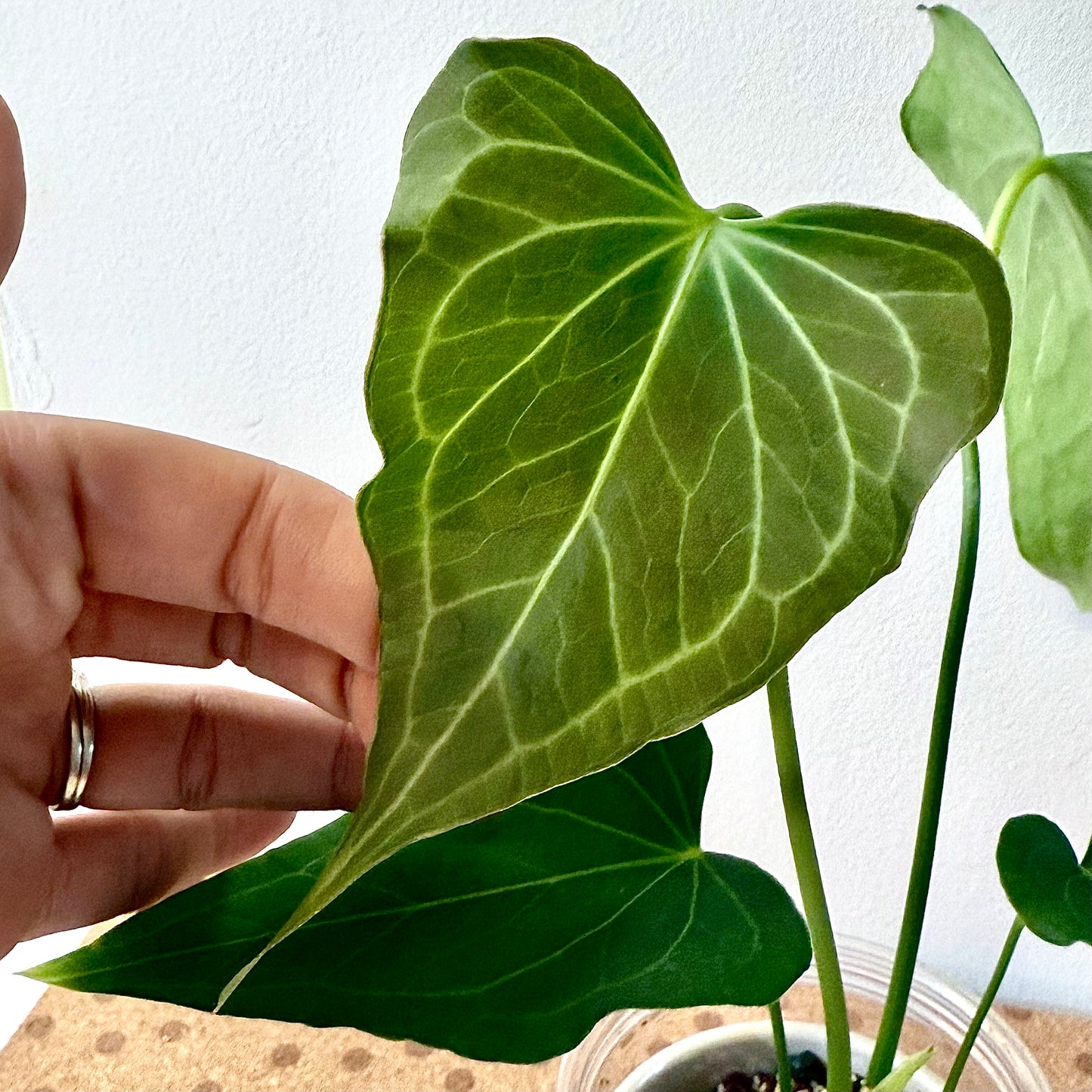 Anthurium Delta Force