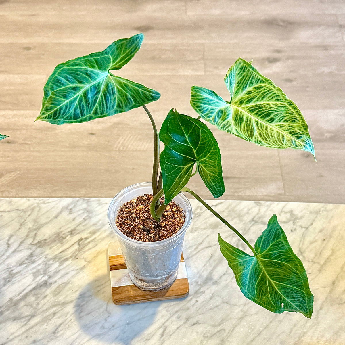 Syngonium Batik (Panama) #2