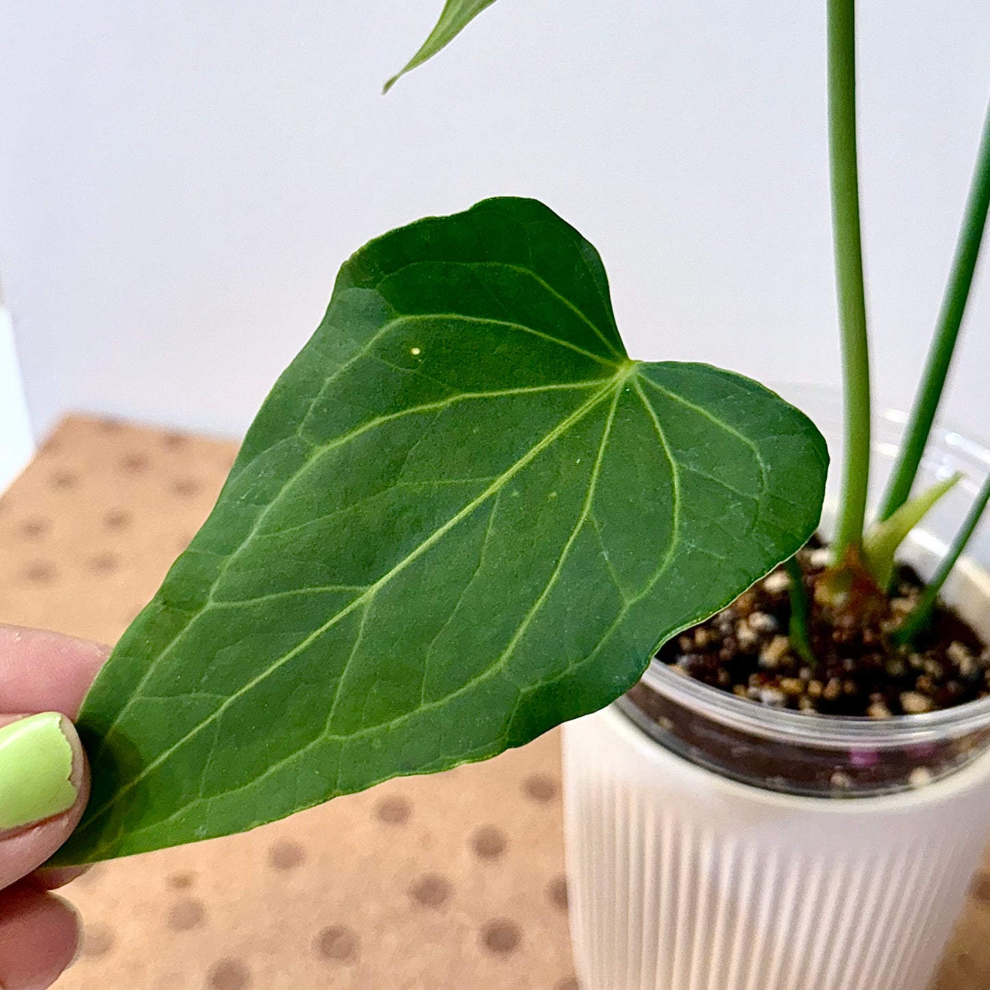 Anthurium Delta Force
