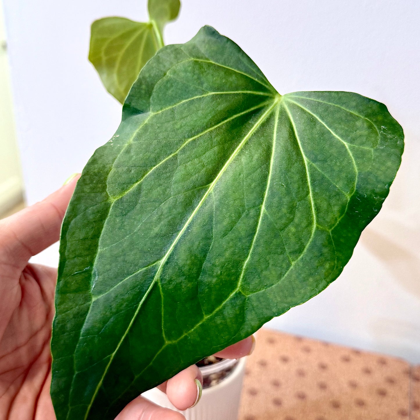 Anthurium Delta Force