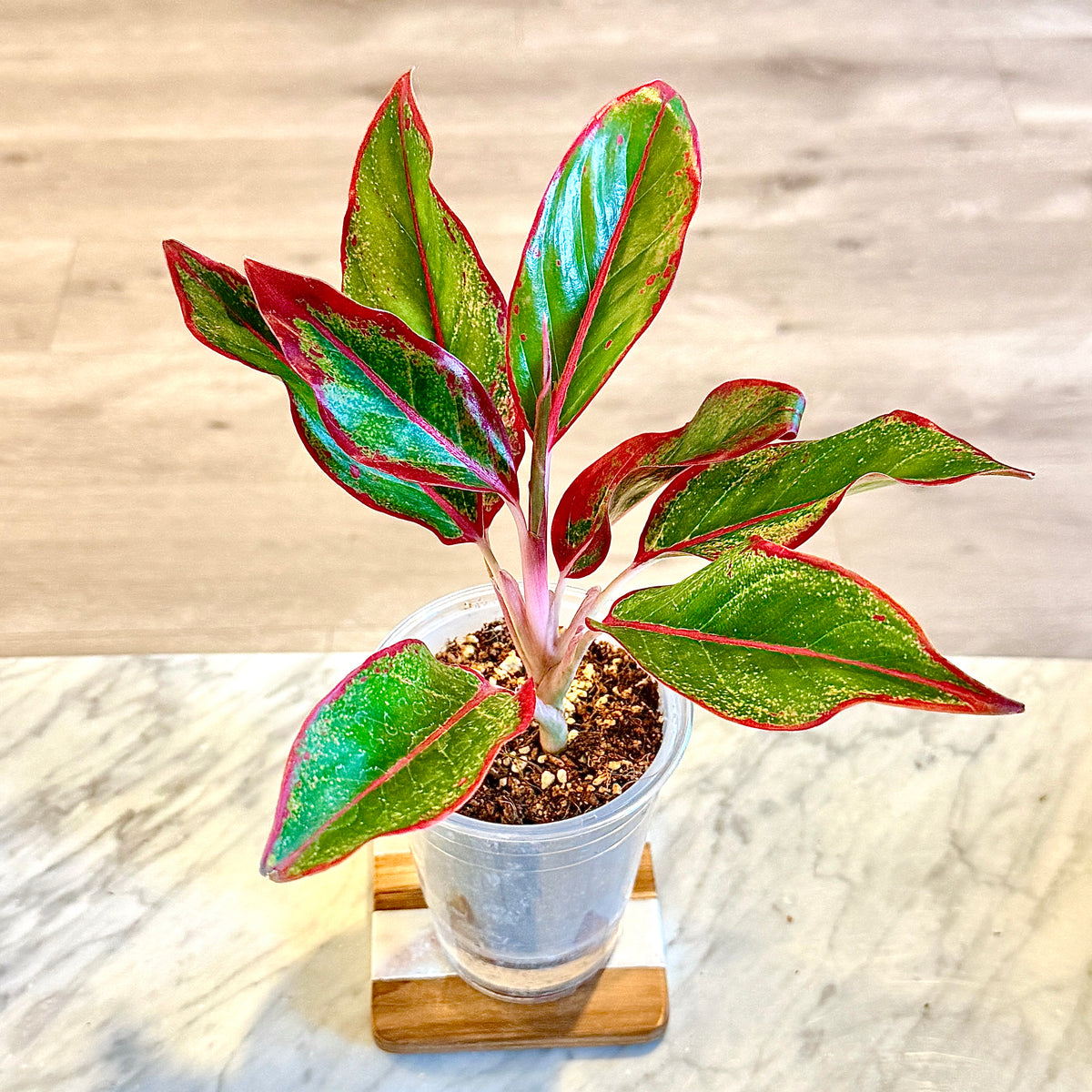 Aglaonema Siam Aurora #1