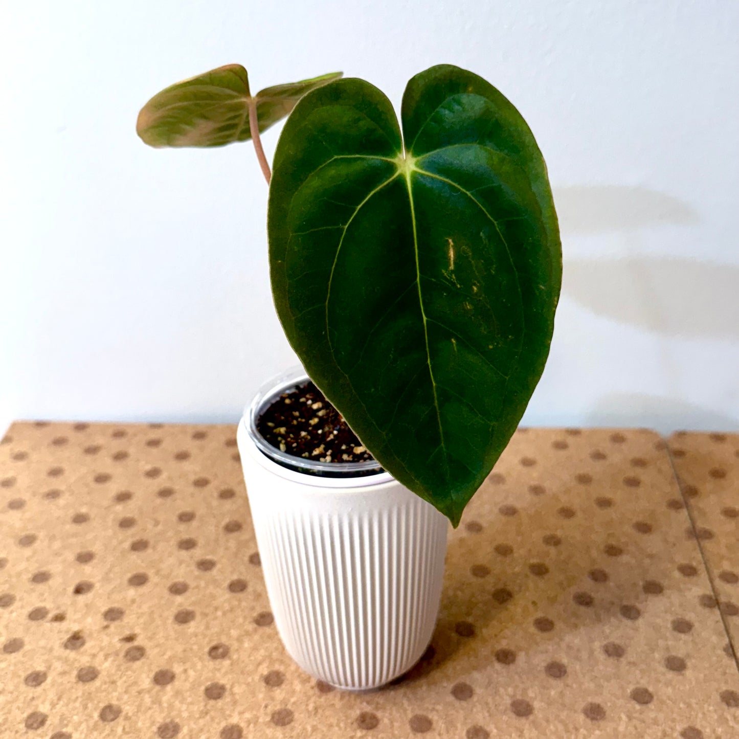 Anthurium Papillilaminum Guna Yala