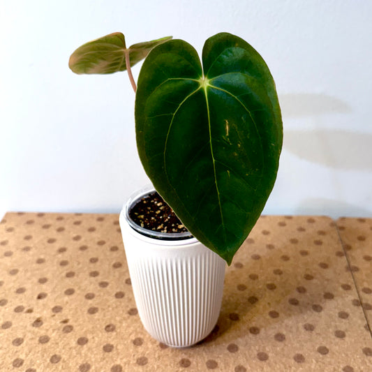 Anthurium Papillilaminum Guna Yala
