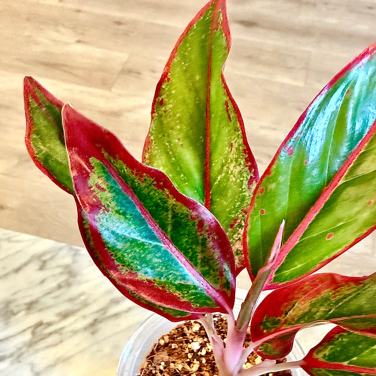 Aglaonema Siam Aurora #1