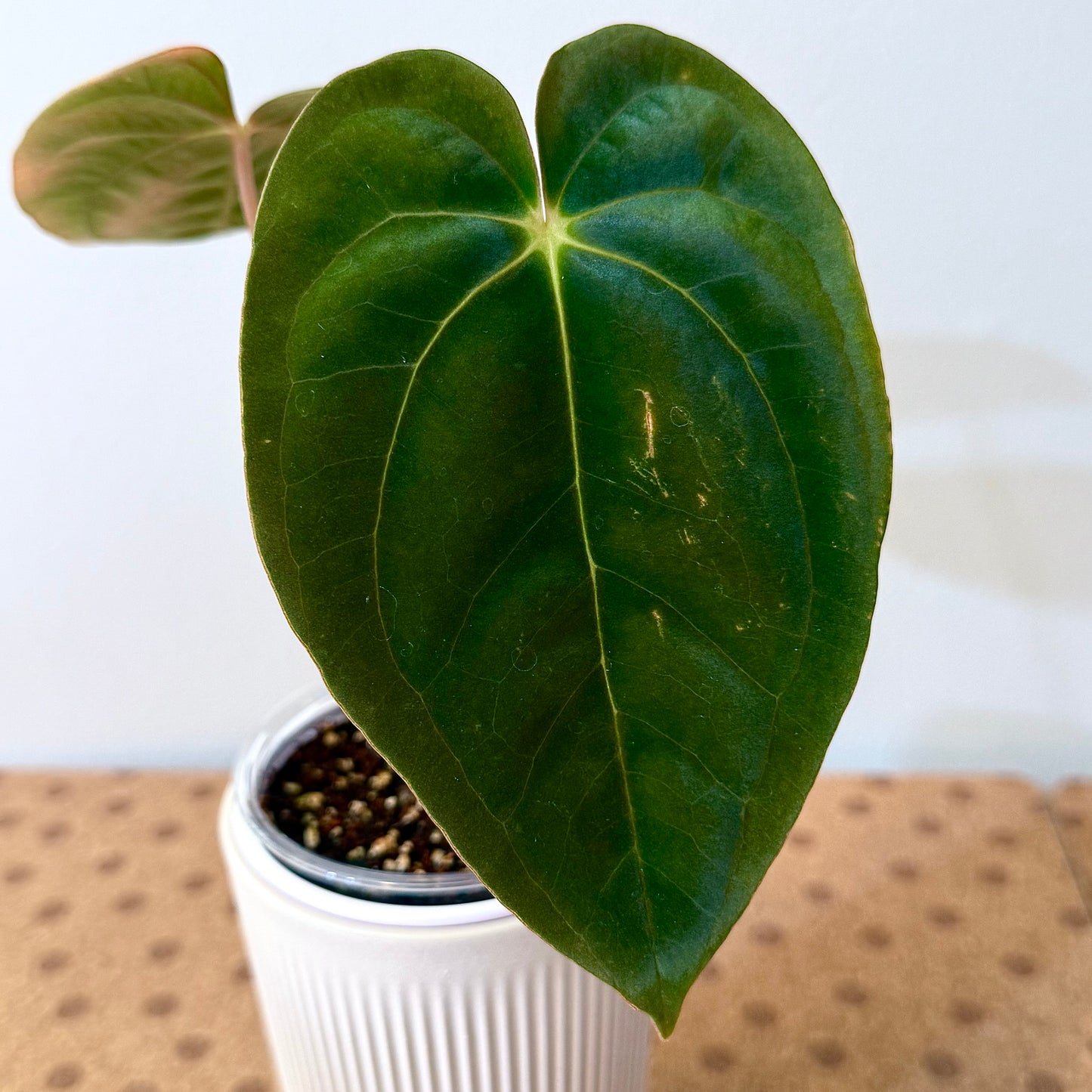 Anthurium Papillilaminum Guna Yala