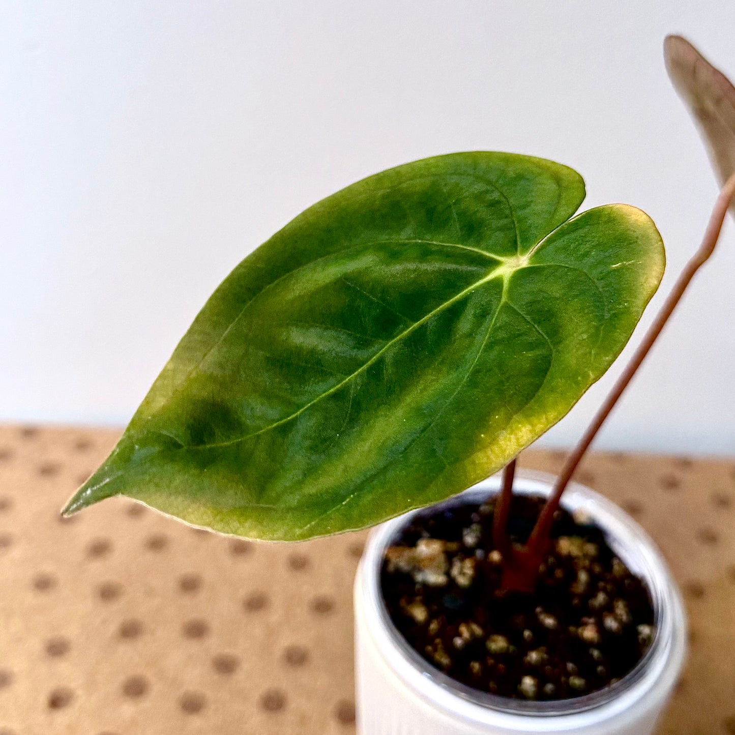 Anthurium Papillilaminum Guna Yala