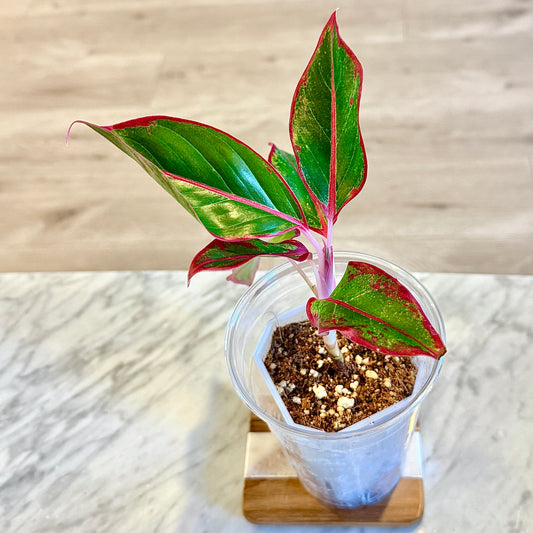 Aglaonema Siam Aurora #2