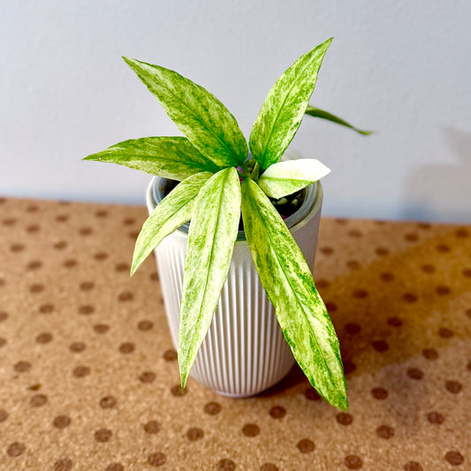 Anthurium Vittarifolium Variegated #1