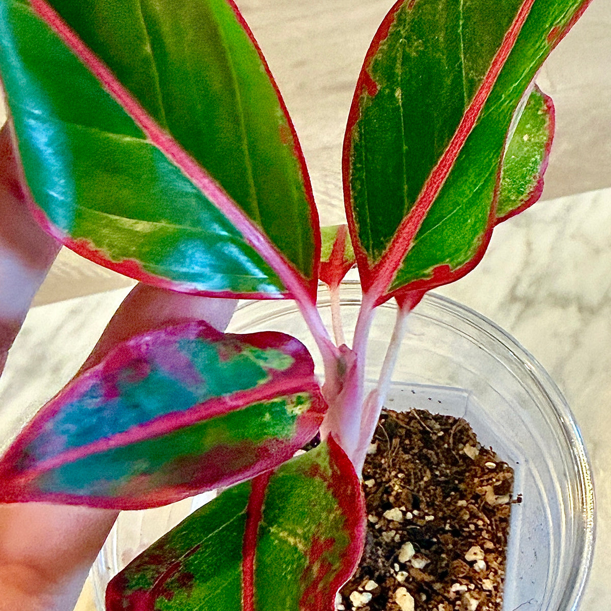 Aglaonema Siam Aurora #2