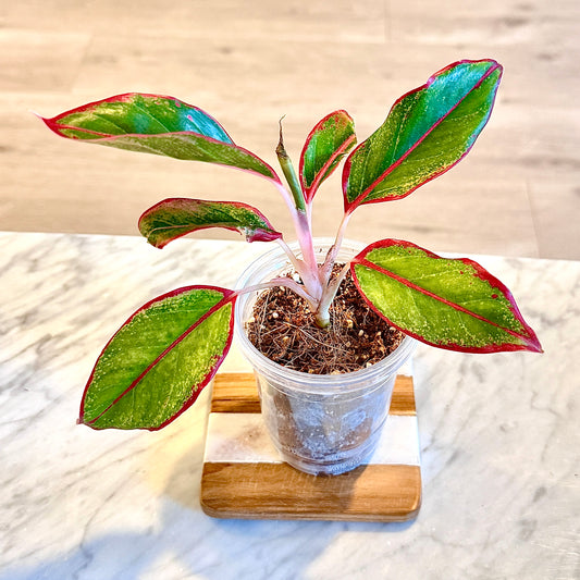 Aglaonema Siam Aurora #3