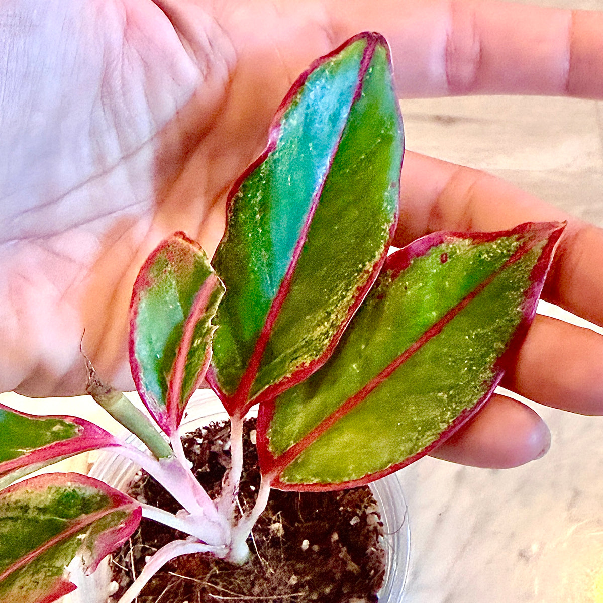 Aglaonema Siam Aurora #3