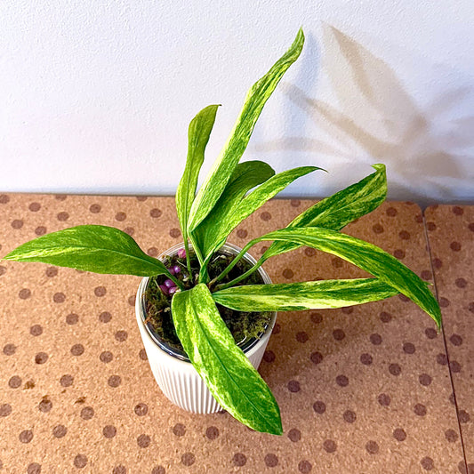 Anthurium Vittarifolium Variegated #2