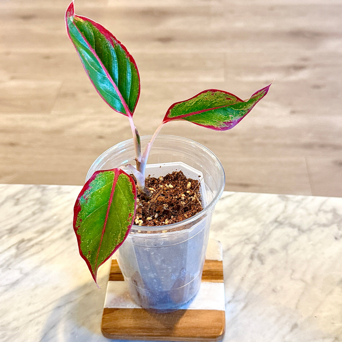 Aglaonema Siam Aurora #4