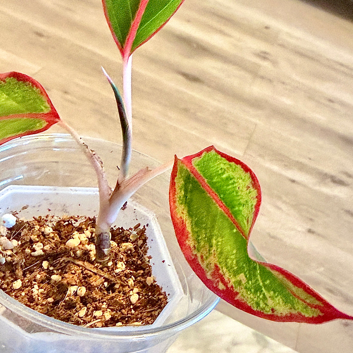 Aglaonema Siam Aurora #4