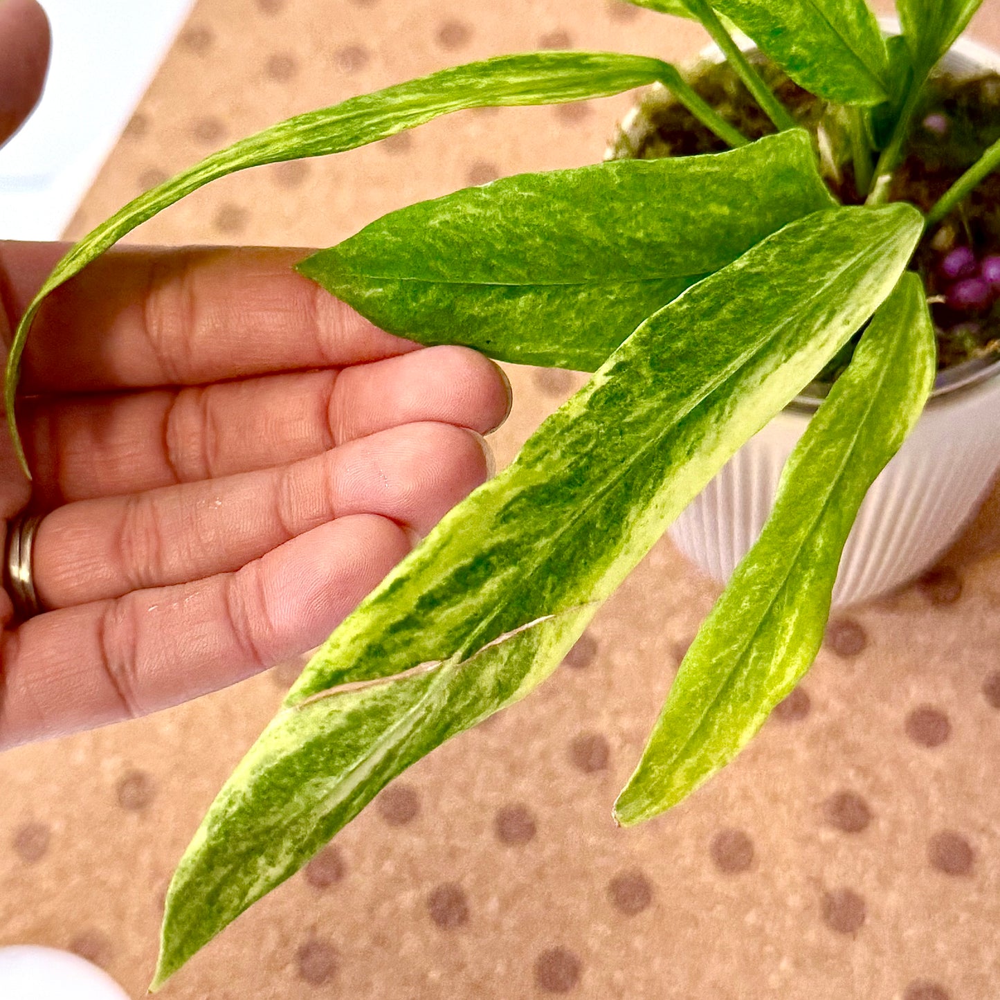 Anthurium Vittarifolium Variegated #2