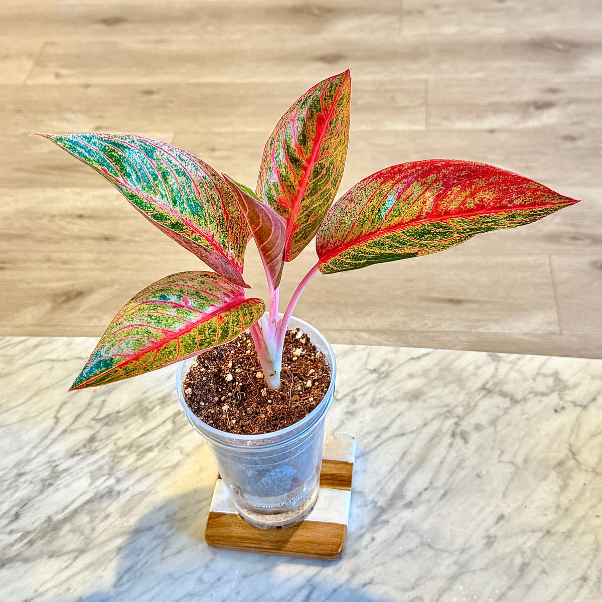 Aglaonema Thai Stardust #1