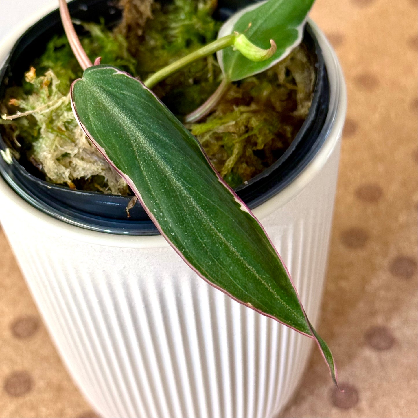 Philodendron Micans Halo variegated