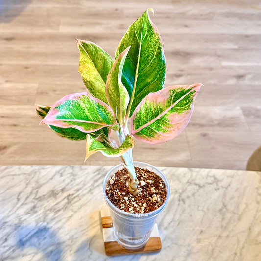 Aglaonema Siam Pink #1