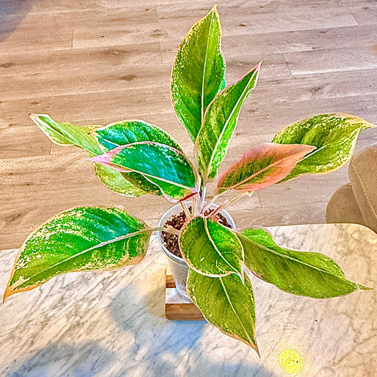 Aglaonema Siam Pink #2
