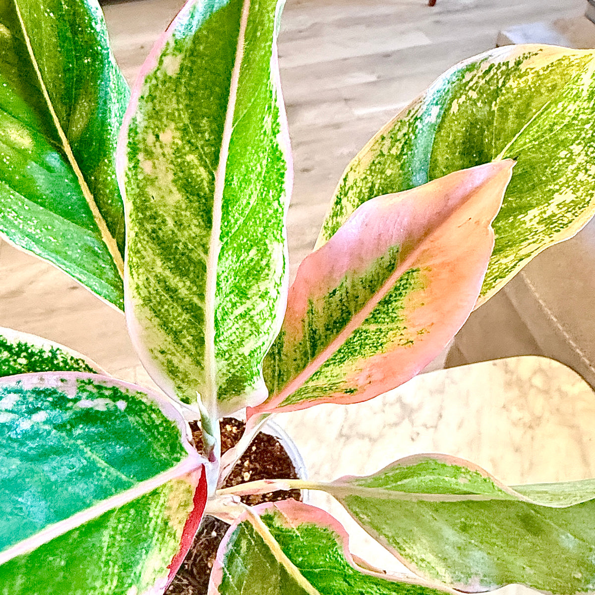 Aglaonema Siam Pink #2