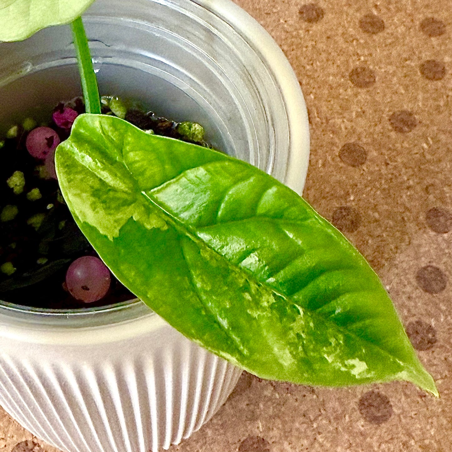 Alocasia Sinuata Quilted Dream Albo/Mint variegated (grow from corm) #2