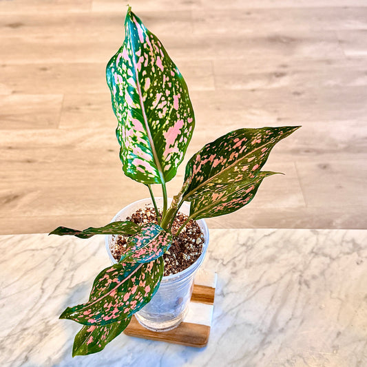 Aglaonema Pink Dalmatian